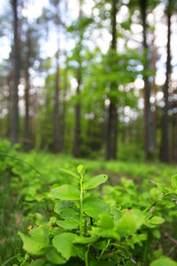 Close-up of plant