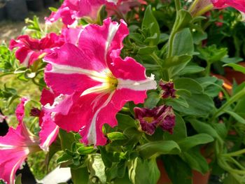 Close-up of pink hibiscus blooming outdoors