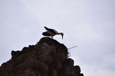 Low angle view of bird perching on rock