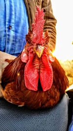 Close-up of a rooster