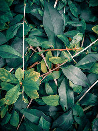 High angle view of leaves growing on field