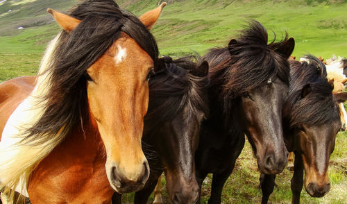 Horses in the field