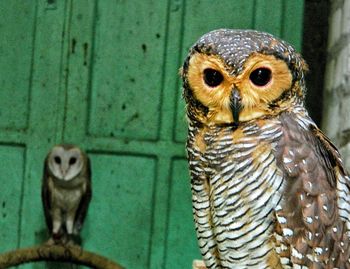 Portrait of owl