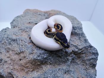 High angle view of crab on rock