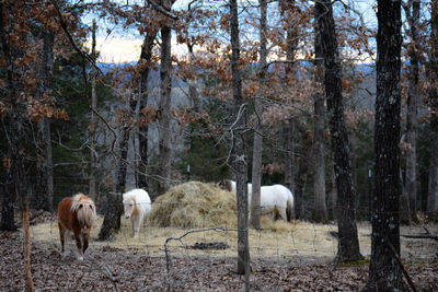 Horses in a field