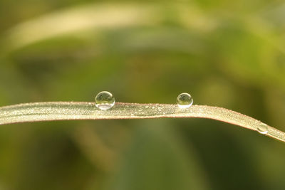 Close-up of drop on grass