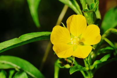 Close-up of yellow flowering plant