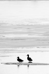 Silhouette birds on beach