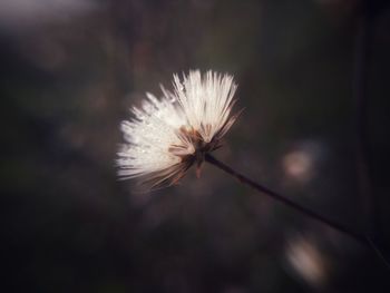 Close-up of white dandelion flower