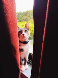 Portrait of cat sitting by window