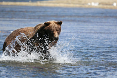 Alaskan brown bear fishing for sockeye salmon, moraine creek, katmai national park, alaska