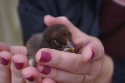 Close-up of hand holding bird