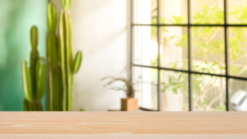 Close-up of potted plant on table at home