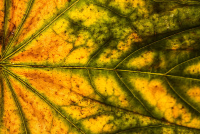 Close-up of leaves