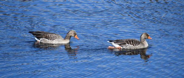 High angle view of ducks swimming in lake