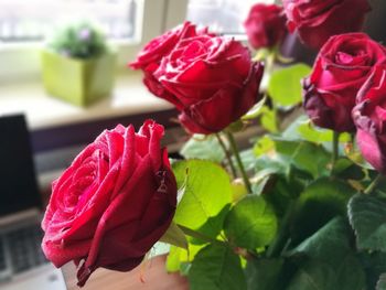 Close-up of red roses blooming outdoors