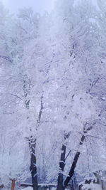 People on snow covered field