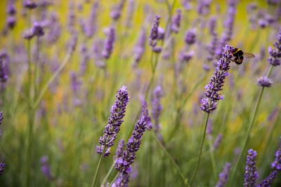 Honey bee on lavender flower