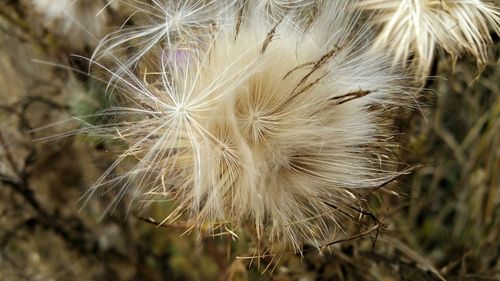 Close-up of dandelion on field