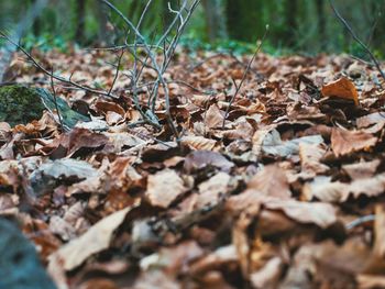 Close-up of dry leaves on tree trunk in forest