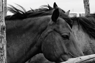 Close-up of horse against sky