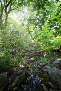 Trees growing in forest