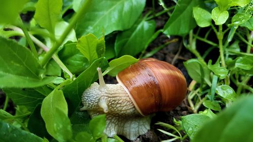 High angle view of snail on plants