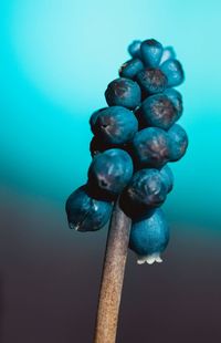 Close-up of grapes against blue background
