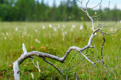 Close-up of bare tree on field
