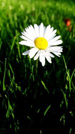 Close-up of white daisy flower