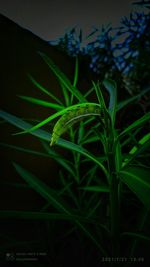 Close-up of fresh green plant at night