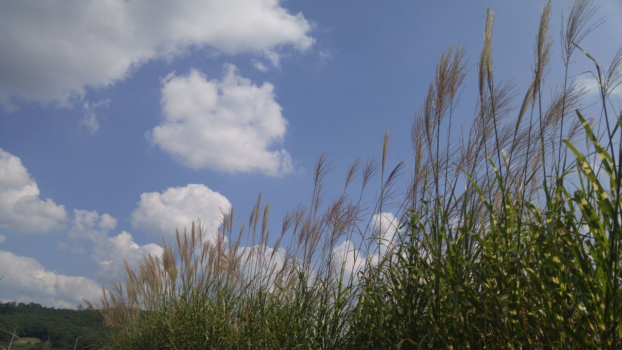 CLOSE-UP LOW ANGLE VIEW OF PLANTS AGAINST SKY