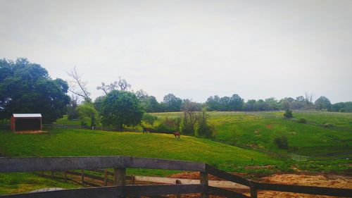 Trees on grassy field