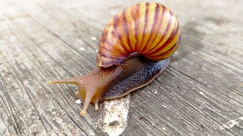 Close-up of snail on wooden table