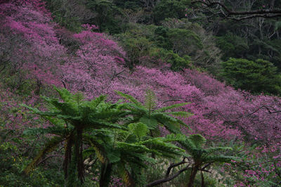Pink flowering trees in forest