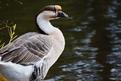 Close-up of bird on lake