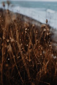 Close-up of dry plants on field