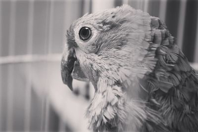 Close-up of a bird looking away