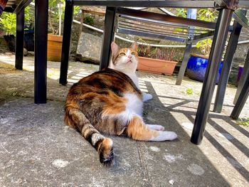 Cat sitting on the floor