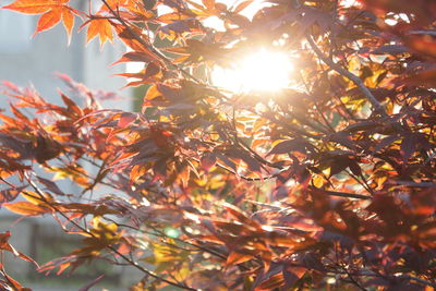 Low angle view of sunlight streaming through tree during autumn