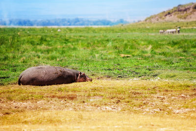 View of sheep on field