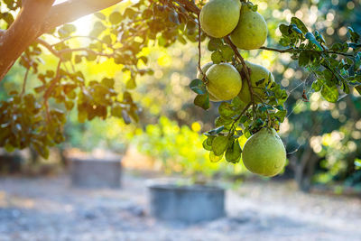 Fruits growing on tree