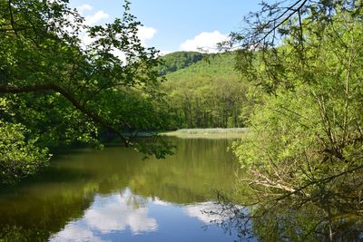 Reflection of trees in lake