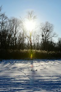 Trees against sky during winter