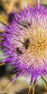 Close-up of bee pollinating on purple flower