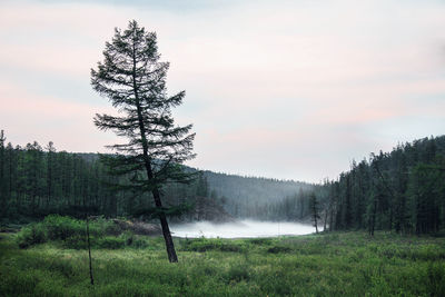 Scenic view of forest against sky