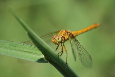 Close-up of insect on leaf