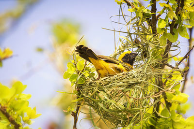 Close-up of bird perching on yellow flower