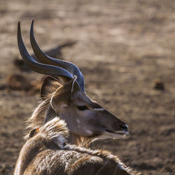 Close-up of giraffe on field