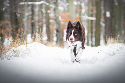 My border collie in snow.
